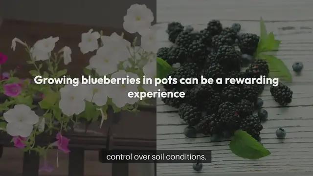 Video thumbnail for How to Grow Blueberries in Pots