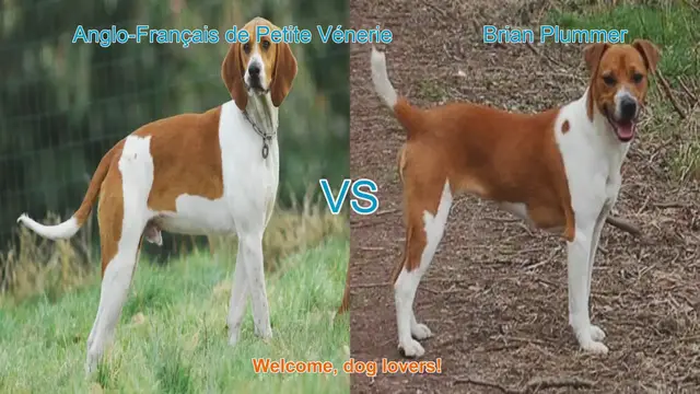 Video thumbnail for Comparing Anglo-Français de Petite Vénerie and Brian Plummer Terrier: A Guide for Dog Lovers