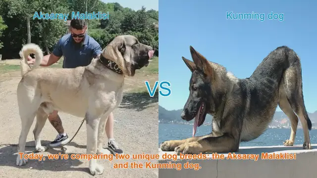 Video thumbnail for Aksaray Malaklisi vs. Kunming Dog: A Comparative Guide