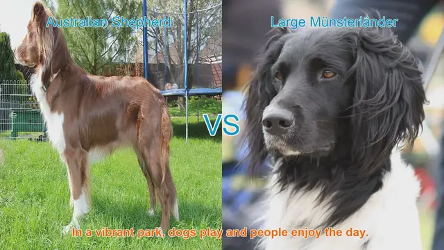 Video thumbnail for Australian Shepherd vs. Large Münsterländer: A Breed Comparison