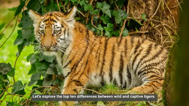Video thumbnail for 10 Key Differences Between Wild and Captive Tigers