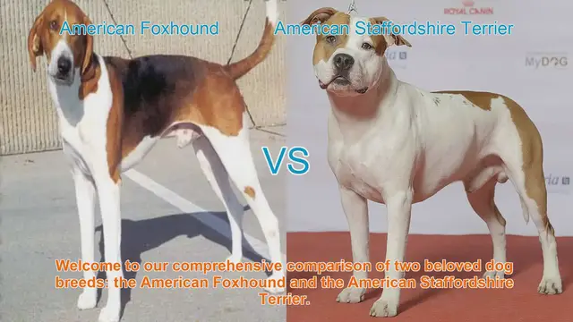 Video thumbnail for American Foxhound vs. American Staffordshire Terrier: Breed Comparison