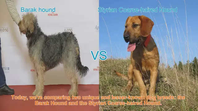 Video thumbnail for Barak Hound vs. Styrian Coarse-haired Hound: A Comparative Guide