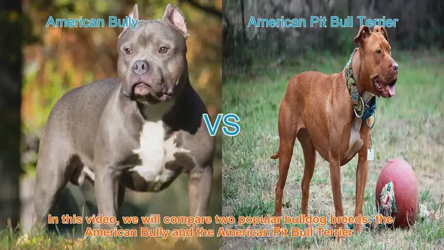 Video thumbnail for American Bully vs. American Pit Bull Terrier: Breed Comparison