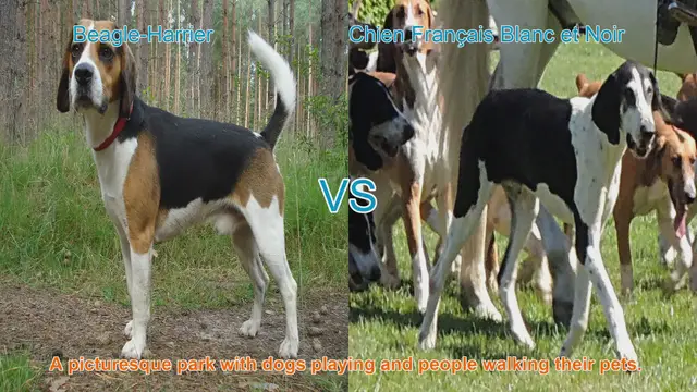 Video thumbnail for Exploring Unique Dog Breeds: Beagle-Harrier vs. Chien Français Blanc et Noir