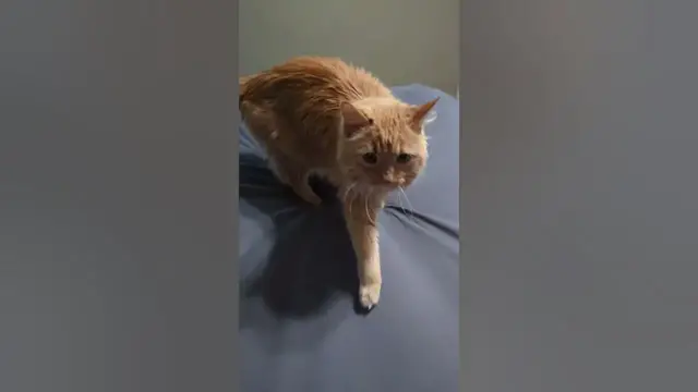 Video thumbnail for 😺Cat vs BedJet | Parker the Cat