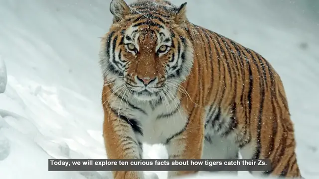 Video thumbnail for 10 Surprising Facts About Tiger Sleep Habits