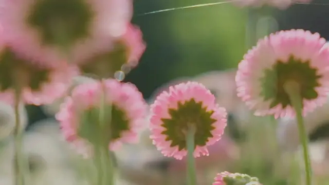 Video thumbnail for Perennial Beds