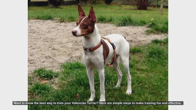 Video thumbnail for Effective Training Tips for Your Valencian Terrier