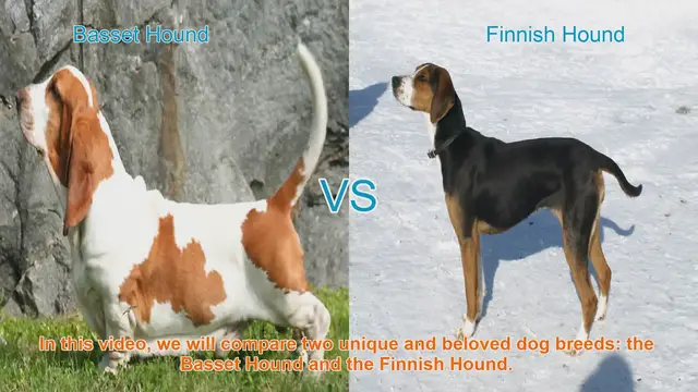 Video thumbnail for Basset Hound vs. Finnish Hound: A Comprehensive Comparison