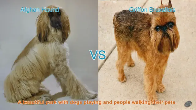 Video thumbnail for Exploring Afghan Hound and Griffon Bruxellois: Unique Traits and Characteristics