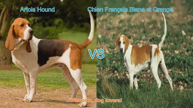 Video thumbnail for Artois Hound vs. Chien Français Blanc et Orange: A Comparative Guide