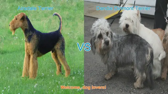 Video thumbnail for Airedale Terrier vs. Dandie Dinmont Terrier: A Comparison of Two Charming Dog Breeds