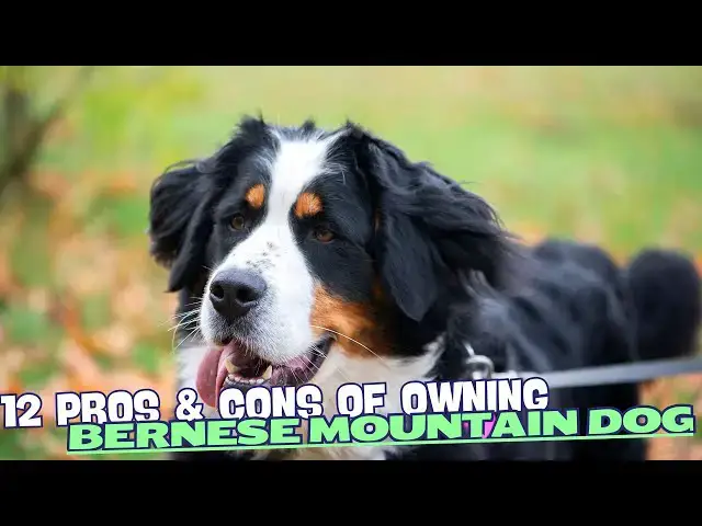 Video thumbnail for 12 Pros & Cons of Owning a Bernese Mountain Dog🐶