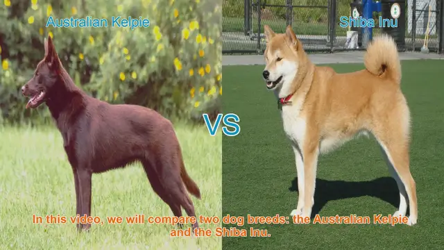 Video thumbnail for Australian Kelpie vs. Shiba Inu: A Breed Comparison