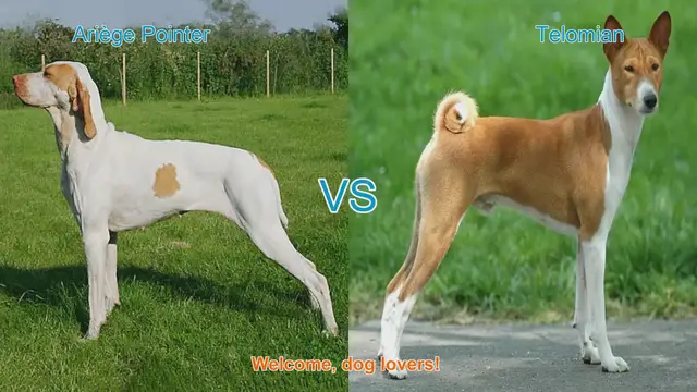 Video thumbnail for Ariège Pointer vs. Telomian: A Comparative Guide for Dog Lovers