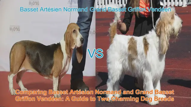 Video thumbnail for Comparing Basset Artésien Normand and Grand Basset Griffon Vendéen: A Guide to Two Charming Dog Breeds