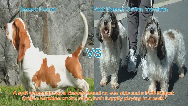 Video thumbnail for Basset Hound vs. Petit Basset Griffon Vendéen: A Comparison