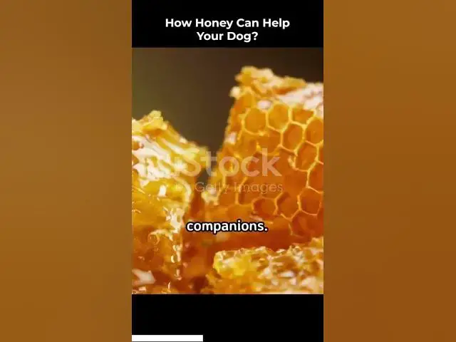 Video thumbnail for Honey for Dogs