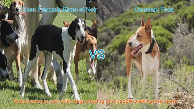 Video thumbnail for Exploring Two Unique Dog Breeds: Chien Français Blanc et Noir vs. Denmark Feist