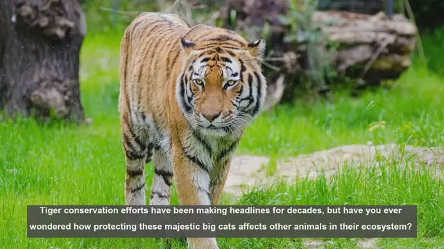 Video thumbnail for 10 Surprising Animals Impacted by Tiger Conservation