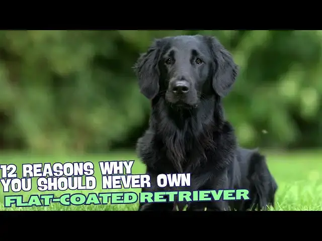 Video thumbnail for 12 Reasons Why You Should Never Own a Flat-Coated Retriever! 🐾