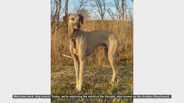 Video thumbnail for Top 10 Fascinating Facts About the Sloughi (Arabian Greyhound)