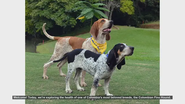 Video thumbnail for Common Health Issues in Colombian Fino Hounds: What You Need to Know