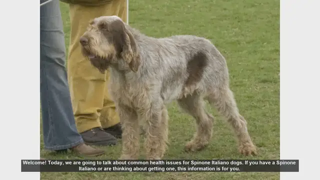 Video thumbnail for Common Health Issues in Spinone Italiano Dogs: What You Need to Know
