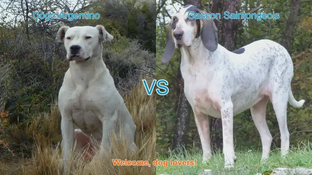 Video thumbnail for Dogo Argentino vs. Gascon Saintongeois: A Comprehensive Comparison