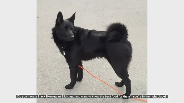 Video thumbnail for Best Food for Your Black Norwegian Elkhound: Tips for a Healthy Diet