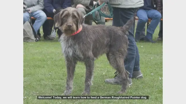 Video thumbnail for How to Properly Feed Your German Roughhaired Pointer
