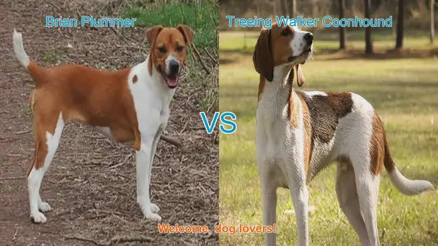 Video thumbnail for Dog Breed Showdown: Brian Plummer Terrier vs. Treeing Walker Coonhound