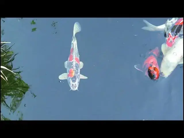 Video thumbnail for Koi Fish Breeding: The Secrets Behind Raising Living Jewels