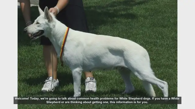 Video thumbnail for Common Health Problems in White Shepherd Dogs: What You Need to Know