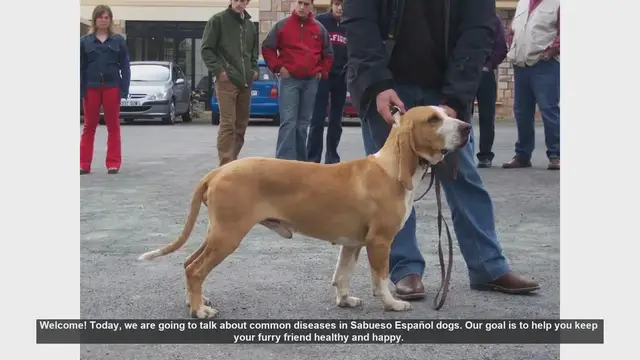 Video thumbnail for Common Health Issues in Sabueso Español Dogs and How to Prevent Them