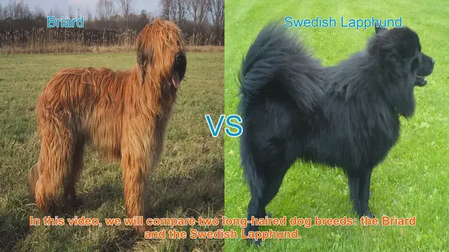 Video thumbnail for Briard vs. Swedish Lapphund: A Comparison of Long-Haired Dog Breeds
