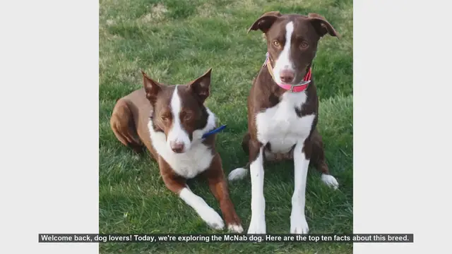 Video thumbnail for Top 10 Fascinating Facts About the McNab Dog Breed