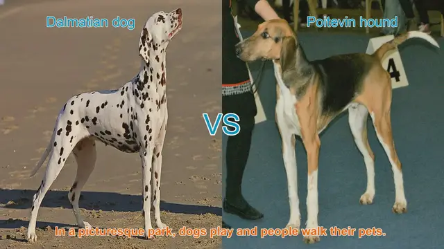 Video thumbnail for Dalmatian vs. Poitevin Hound: A Comparison of Two Distinct Breeds