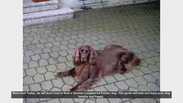 Video thumbnail for How to Feed Your German Longhaired Pointer: A Complete Guide
