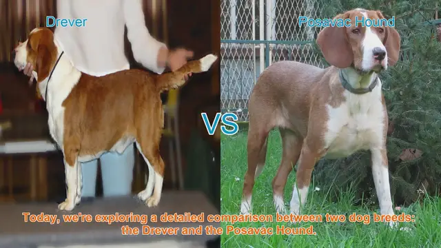Video thumbnail for Drever vs. Posavac Hound: A Comprehensive Breed Comparison