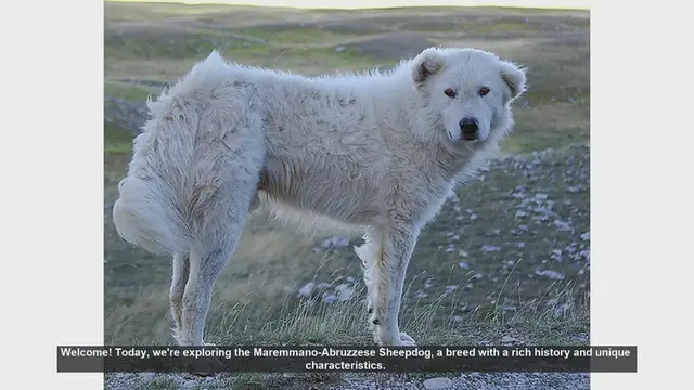 Video thumbnail for Top 10 Fascinating Facts About the Maremmano-Abruzzese Sheepdog