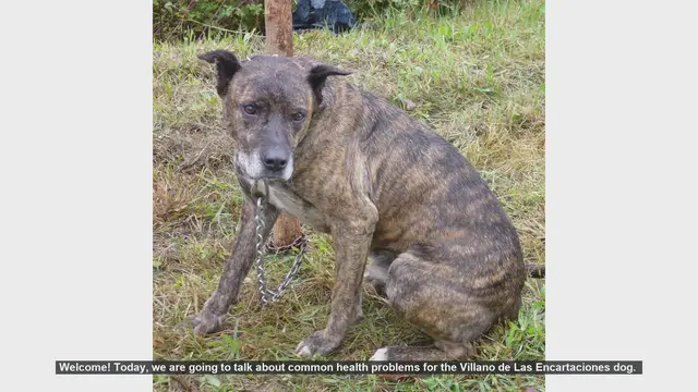 Video thumbnail for Common Health Problems in Villano de Las Encartaciones Dogs