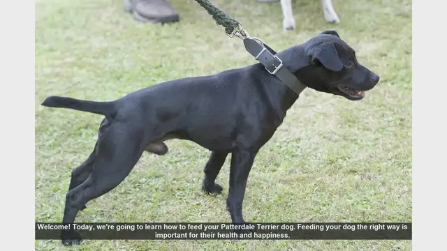 Video thumbnail for How to Properly Feed Your Patterdale Terrier