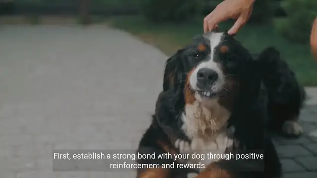 Video thumbnail for Beginner's Guide to Dog Training