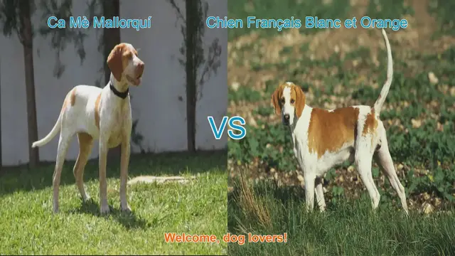 Video thumbnail for Dog Breed Showdown: Ca Mè Mallorquí vs. Chien Français Blanc et Orange