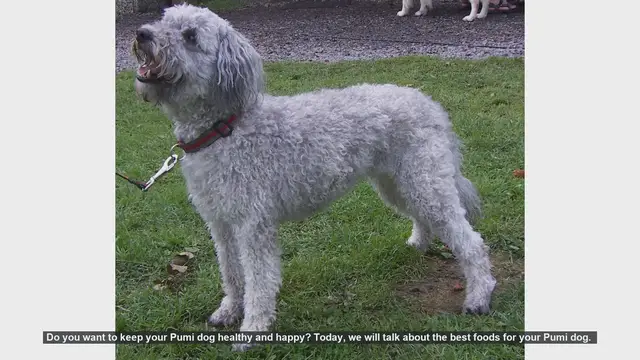 Video thumbnail for Top Foods to Keep Your Pumi Dog Healthy and Happy