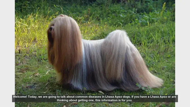 Video thumbnail for Common Diseases in Lhasa Apso Dogs: What You Need to Know