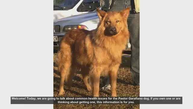 Video thumbnail for Common Health Issues in Pastor Garafiano Dogs: What You Need to Know