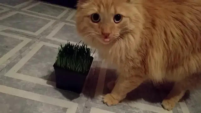 Video thumbnail for Parker vs Wheatgrass | Parker The Cat